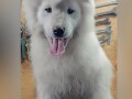 samojed-stenci-small-2