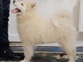 samojed-stenci-small-4