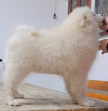 samojed-stenci-big-0