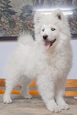 samojed-stenci-big-1