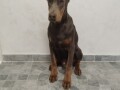 na-prodaju-stenci-dobermana-razlicitog-uzrasta-small-4