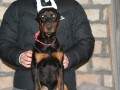 na-prodaju-stenci-dobermana-razlicitog-uzrasta-small-0