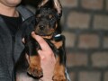 na-prodaju-stenci-dobermana-razlicitog-uzrasta-small-3