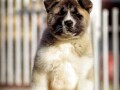 americka-akita-izuzetno-musko-stene-small-1