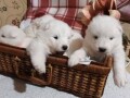 samojed-prelepi-stenci-small-4