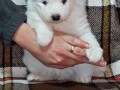 samojed-prelepi-stenci-small-1