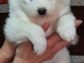 samojed-prelepi-stenci-small-2