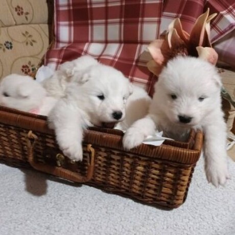 samojed-prelepi-stenci-big-4