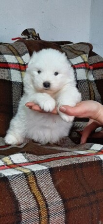 samojed-prelepi-stenci-big-3