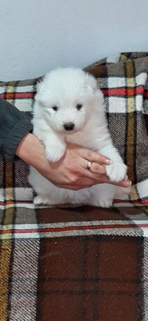 samojed-prelepi-stenci-big-1