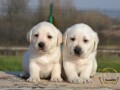 labrador-retriver-small-3