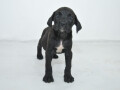 cane-corso-stenci-na-prodaju-small-4