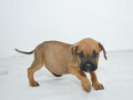 cane-corso-stenci-na-prodaju-small-0