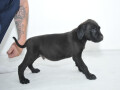 cane-corso-stenci-na-prodaju-small-1