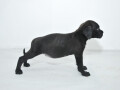 cane-corso-stenci-na-prodaju-small-2