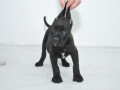 cane-corso-stenci-na-prodaju-small-3