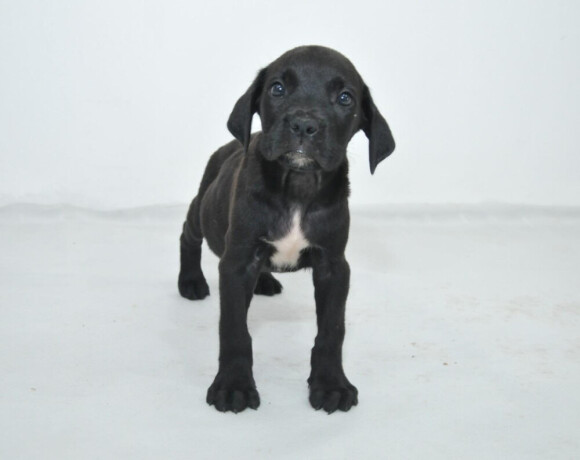 cane-corso-stenci-na-prodaju-big-4