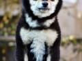 shiba-inu-stenci-small-4