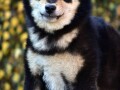 shiba-inu-stenci-small-1