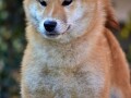 shiba-inu-stenci-small-0