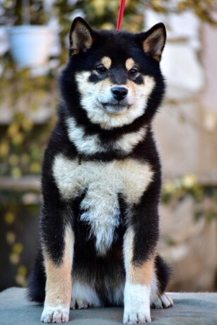 shiba-inu-stenci-big-4