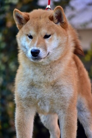 shiba-inu-stenci-big-0