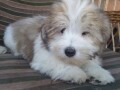 coton-de-tulear-tulearski-pas-stenci-small-4