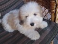 coton-de-tulear-tulearski-pas-stenci-small-0