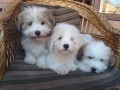 coton-de-tulear-tulearski-pas-stenci-small-3