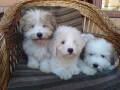 coton-de-tulear-tulearski-pas-stenci-small-2