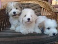 coton-de-tulear-tulearski-pas-stenci-small-1