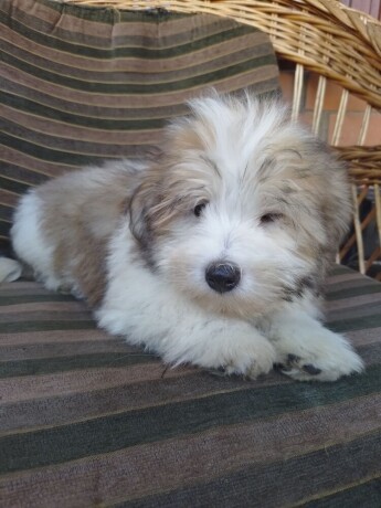 coton-de-tulear-tulearski-pas-stenci-big-4