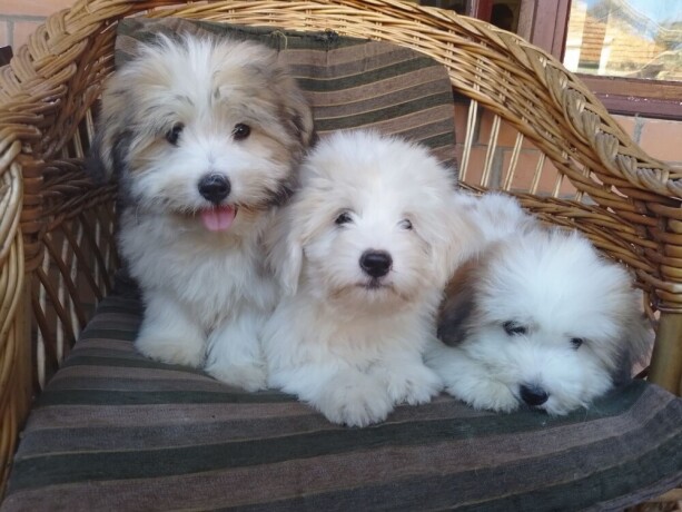 coton-de-tulear-tulearski-pas-stenci-big-3