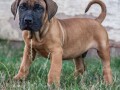 presa-canario-stenci-small-0