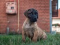 presa-canario-stenci-small-2