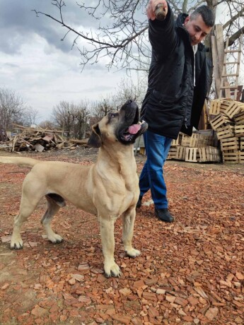 presa-canario-stenci-big-3