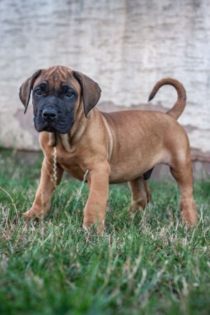 presa-canario-stenci-big-0