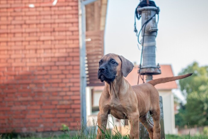 presa-canario-stenci-big-1