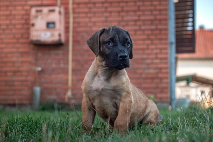 presa-canario-stenci-big-2