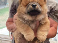 chow-chow-stenci-crveni-i-krem-boje-small-4