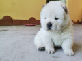 chow-chow-stenci-crveni-i-krem-boje-small-2