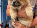 chow-chow-stenci-crveni-i-krem-boje-small-1