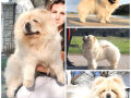 chow-chow-stenci-crveni-i-krem-boje-small-0