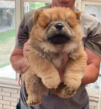 chow-chow-stenci-crveni-i-krem-boje-big-4