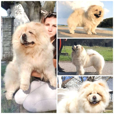 chow-chow-stenci-crveni-i-krem-boje-big-0