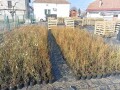 sadnice-borovnice-ralja-beograd-small-1