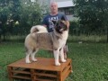 americka-akita-small-0