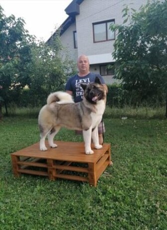 americka-akita-big-0