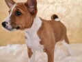 basenji-musko-stene-small-4