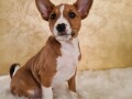 basenji-musko-stene-small-0